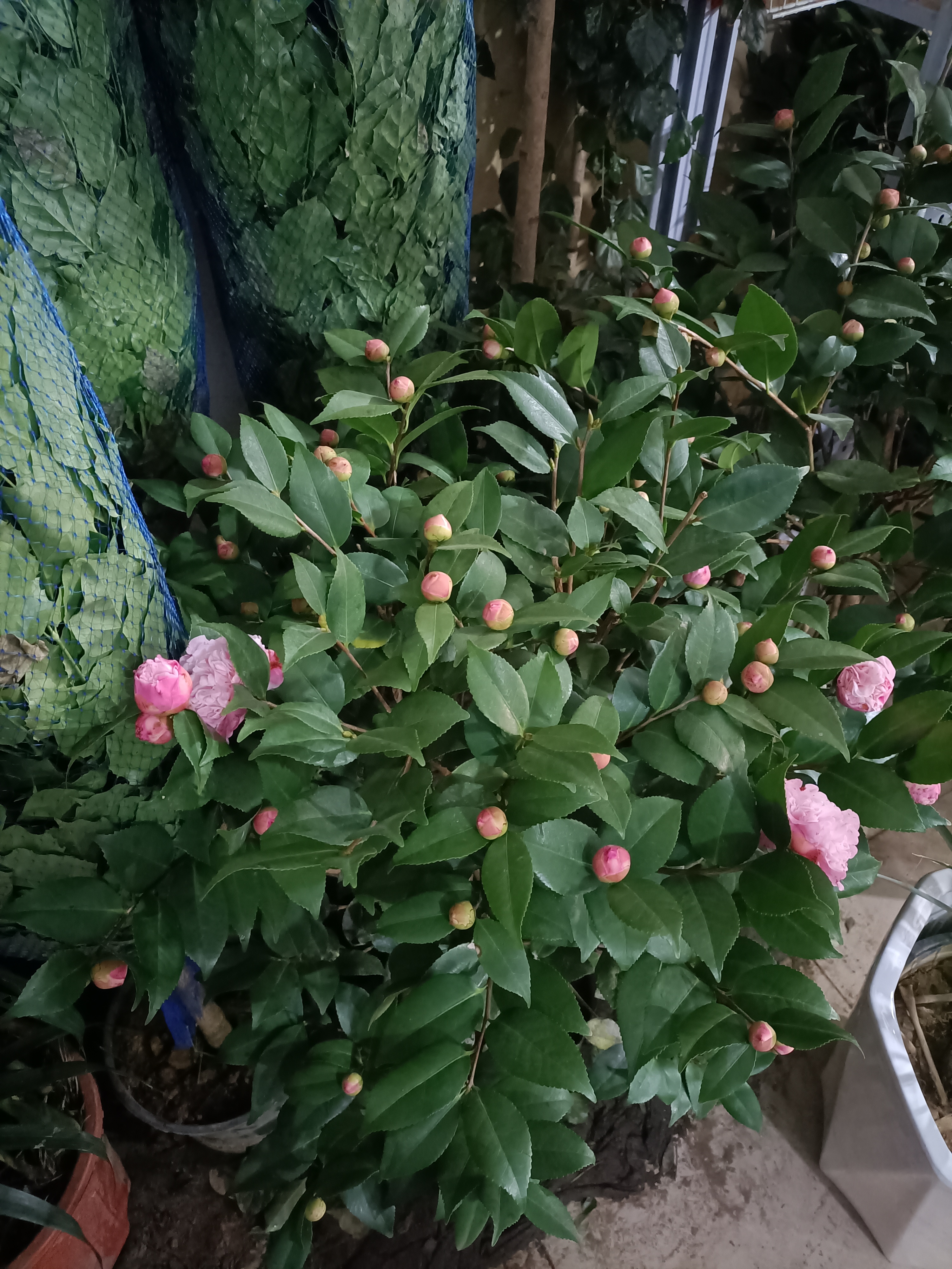 山茶花，喜水喜光，