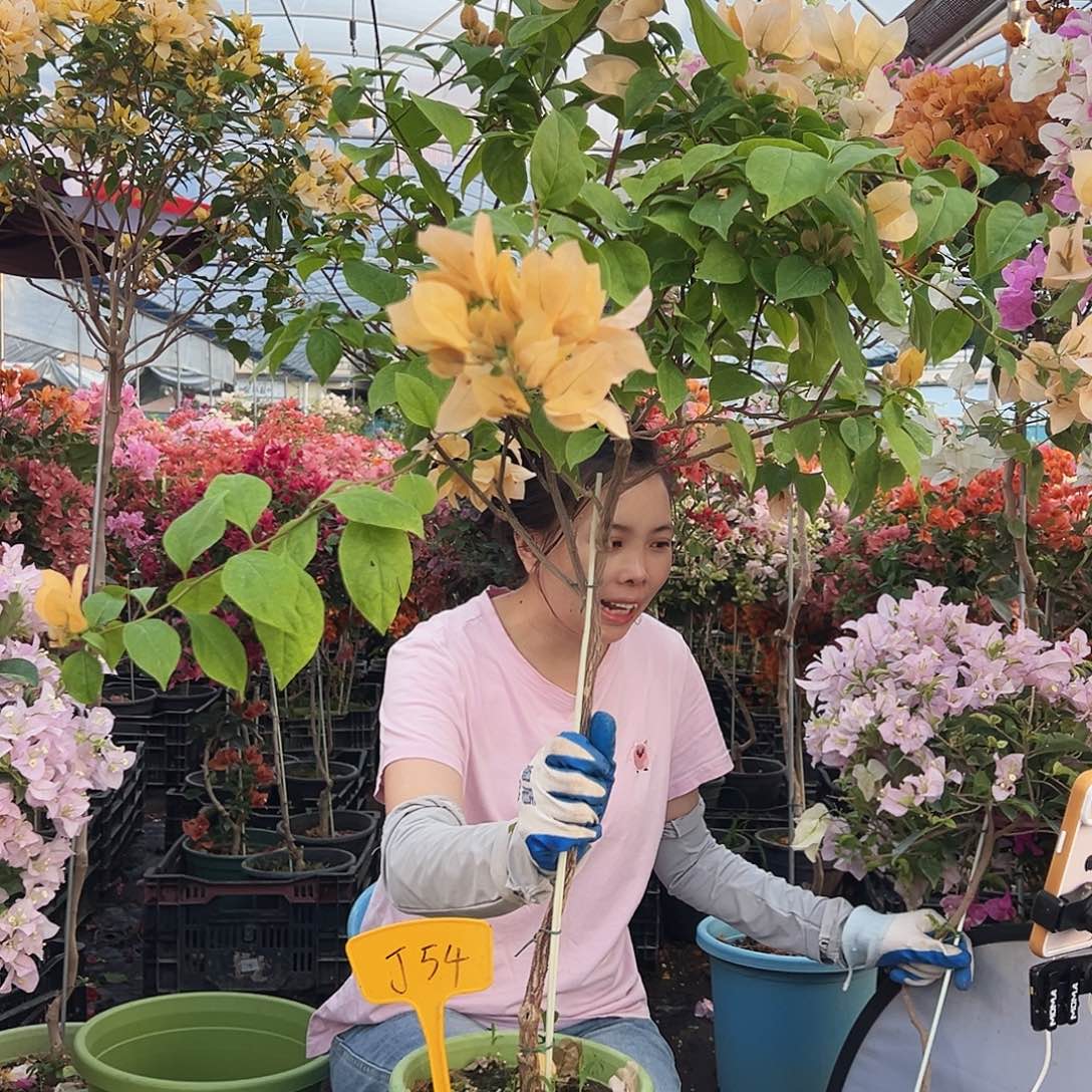 步***叶大部分花苞少量开放J54苏瓦娜