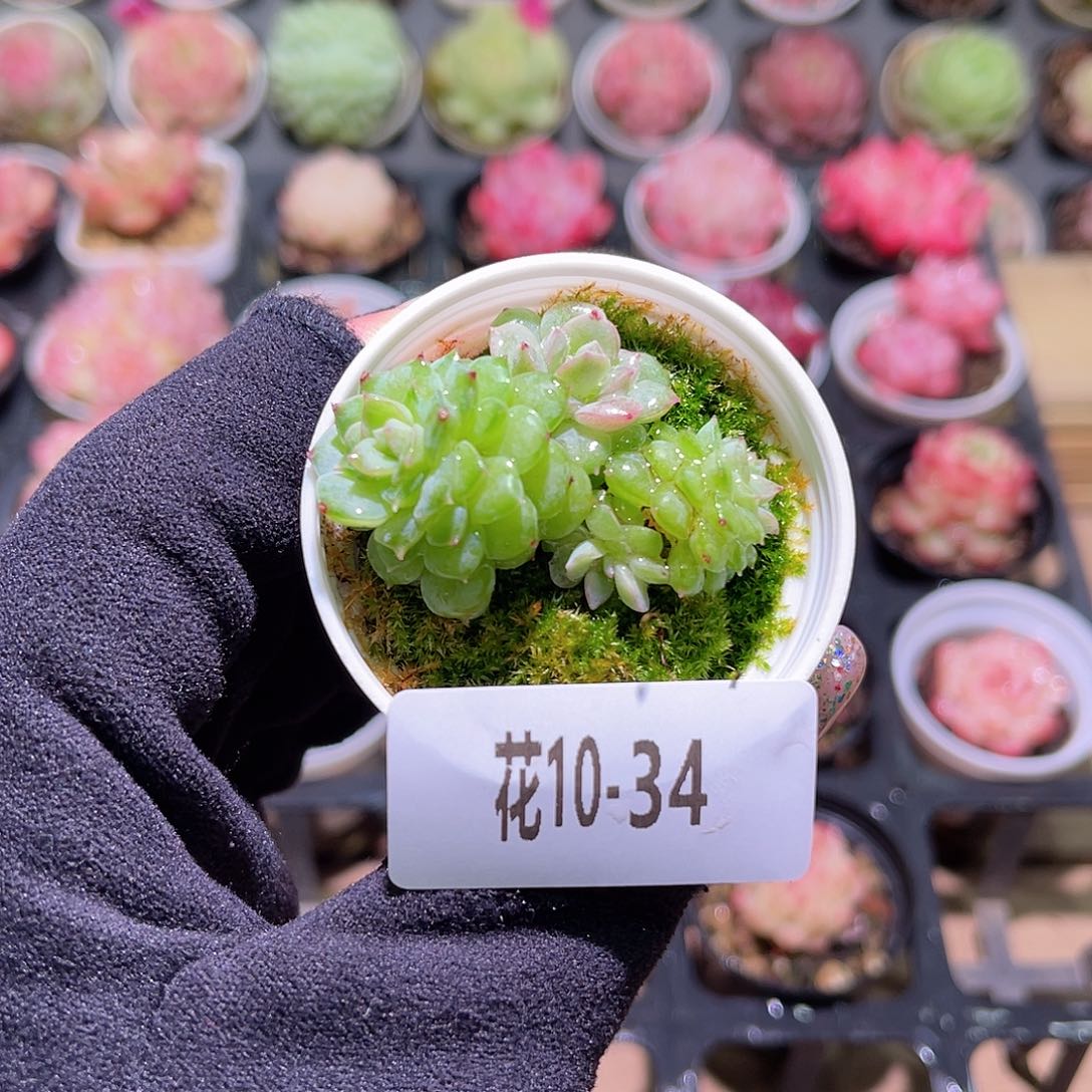 花利美10-34新品群