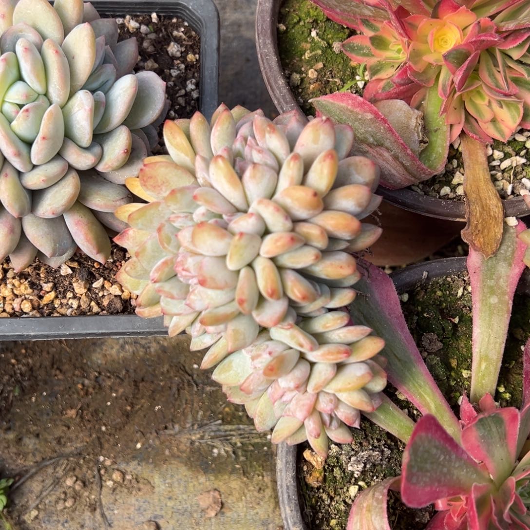 多肉植物，多肉植物