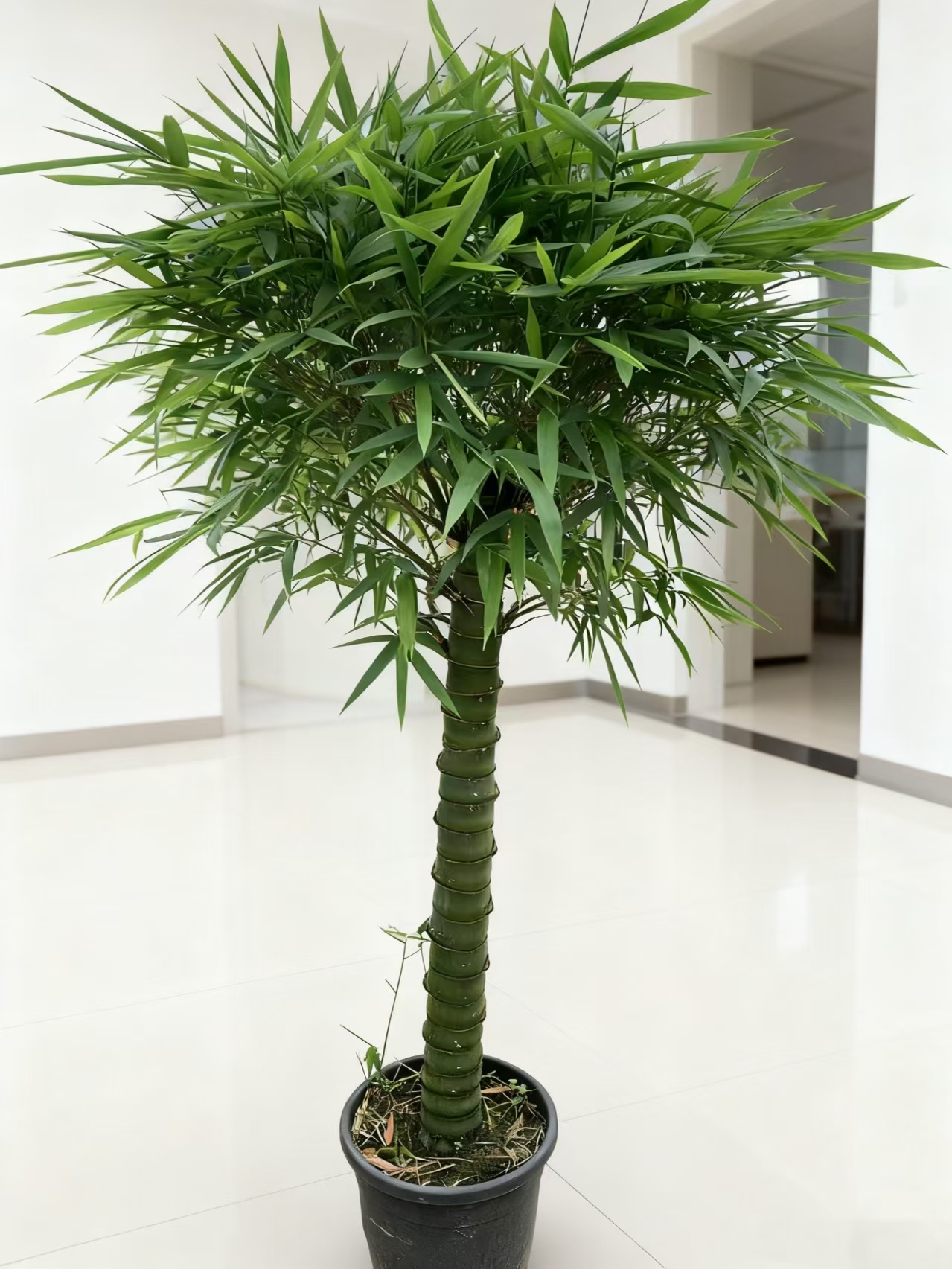 室内盆栽佛肚竹节节高美观高档净化空气多年生绿植