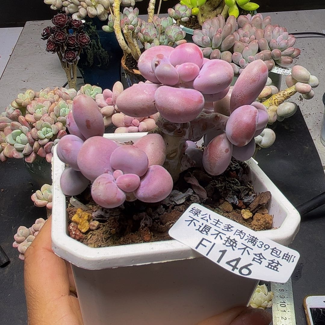 腰子桃蛋树146/7cm