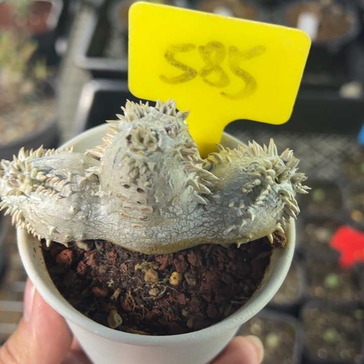 惠比须笑多肉植物