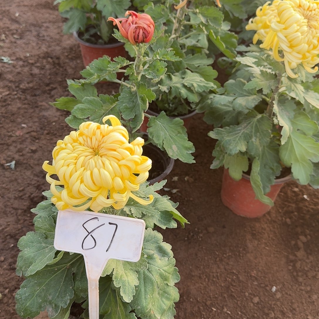 C***°大部分花苞少量开放87无名黄