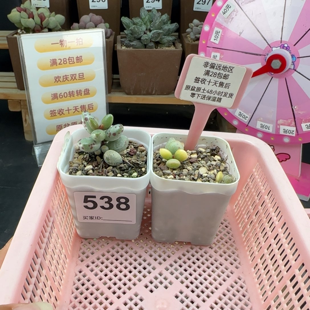 炒***条538恐龙蛋两颗多肉植物爱掉叶