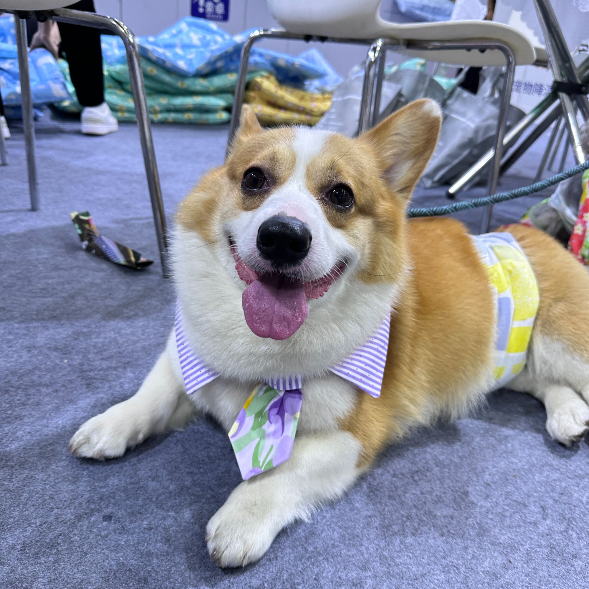 【The trio’s tail】三犬之尾宠物口水巾狗狗猫猫围兜猫狗领带款