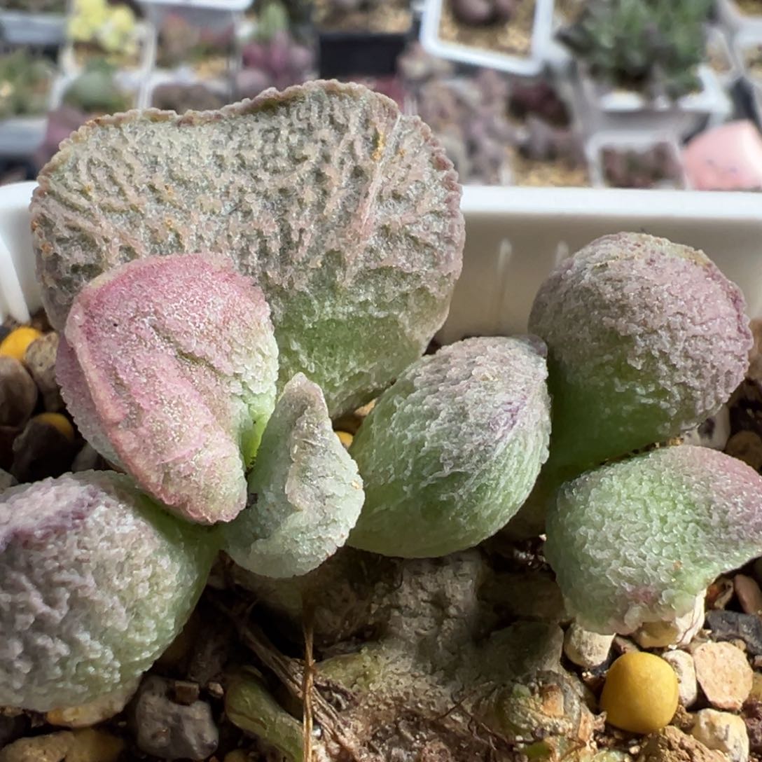 粉姬多头纯木质桩多肉植物