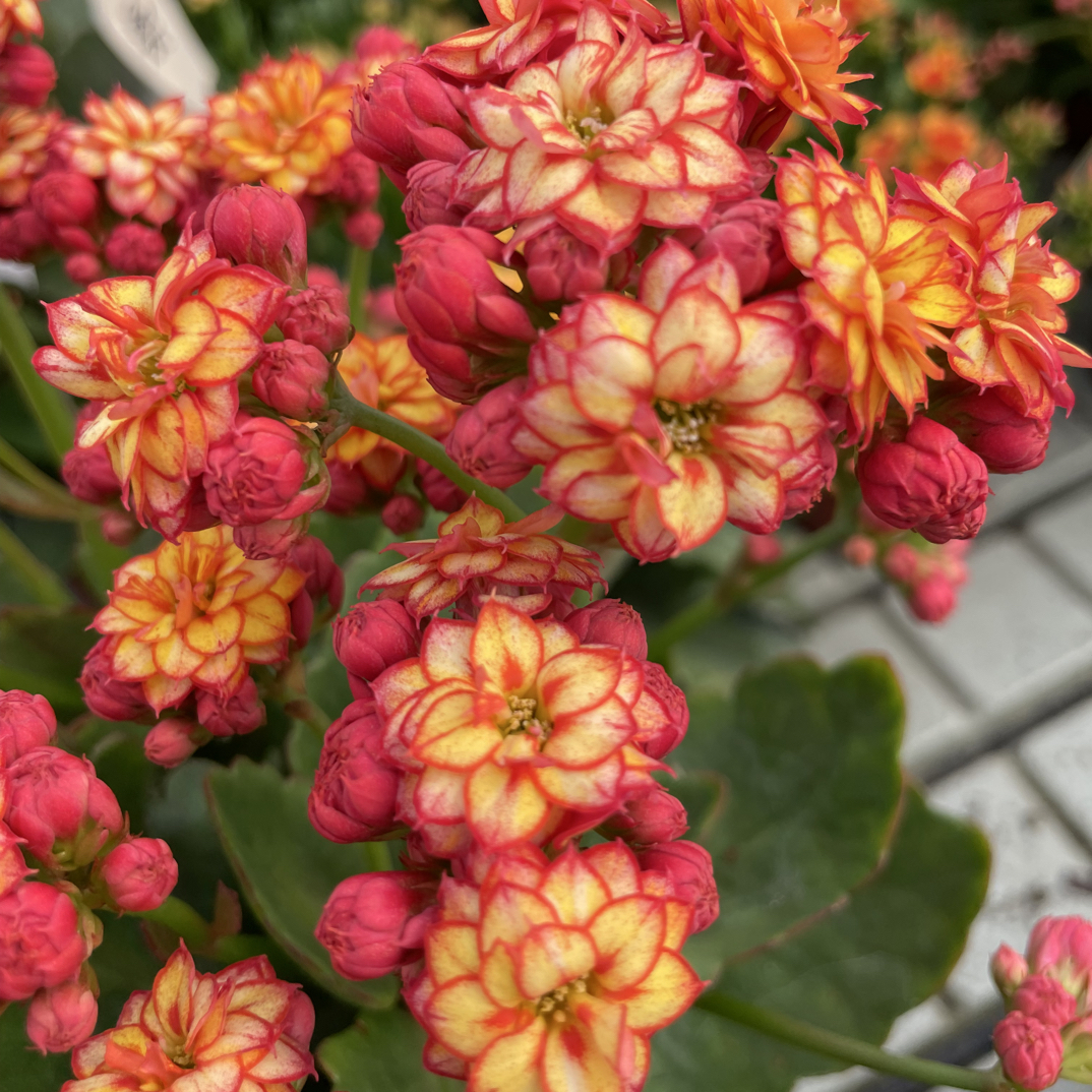 彩霞：精品长寿带花苞发货（烂叶黄叶断个别花苞不售后，介意勿拍）