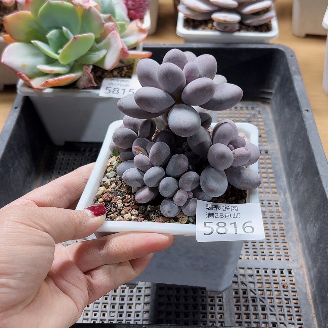 9号我们的确是一个很好5816