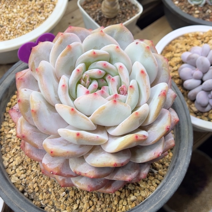 橙梦露 老桩 夏鸣园艺