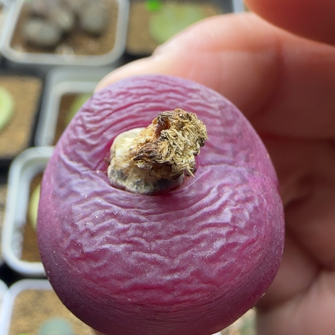 丝绒漂亮多肉植物251