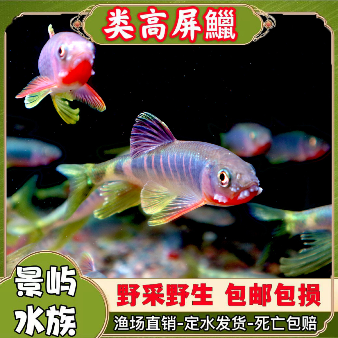 类高屏鱲原生桃花鱼六安宽鳍鱲长鳍鱲马口鱲冷水不加温网红观赏鱼