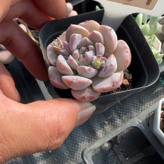 361恩宠一物一拍多肉