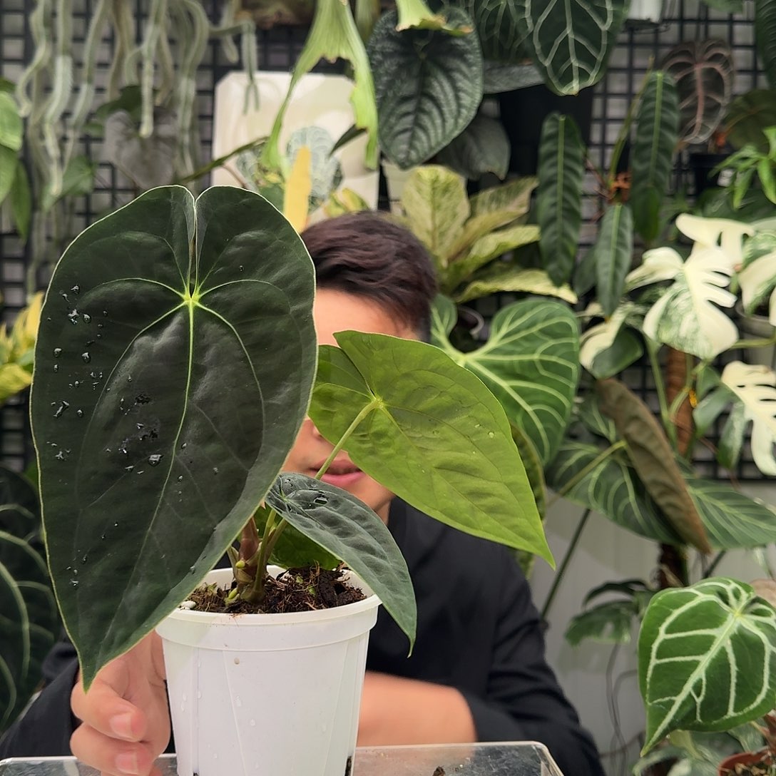 完全开放W135暗黑巴拿马