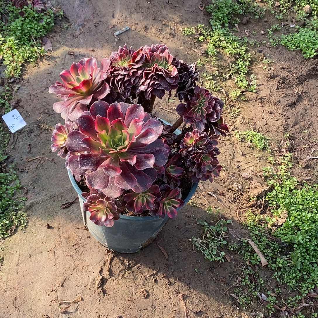 多肉植物十四号美杜莎缀化