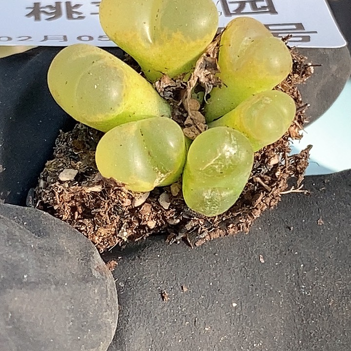 桃喜花园0205-28风铃