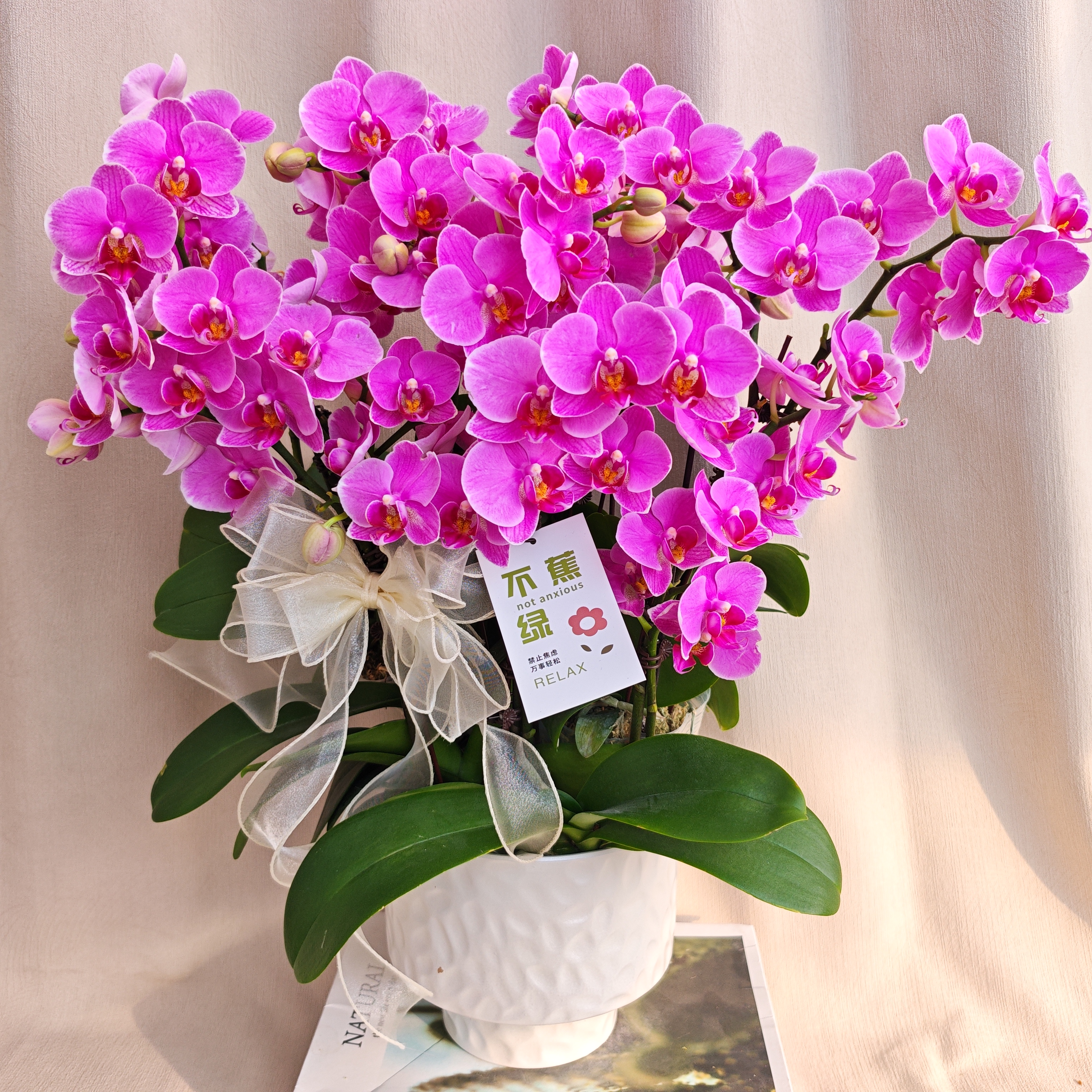 【十里桃花】蝴蝶兰稀有紫色系高端室内花卉