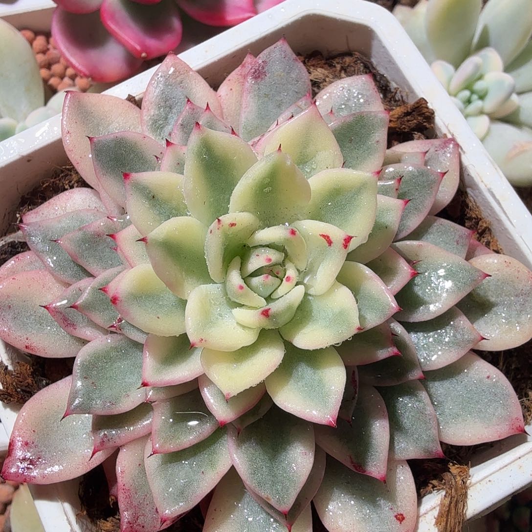 绿爪锦，多肉植物