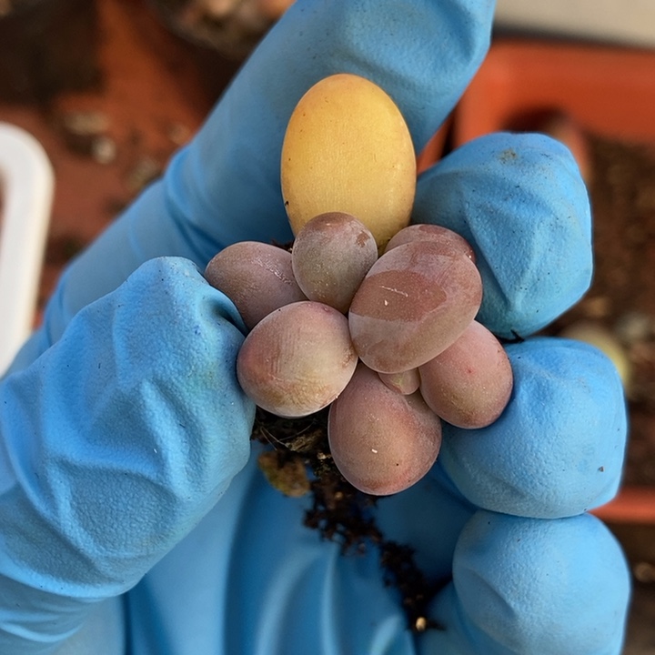 Kk奶酪多肉植物多肉