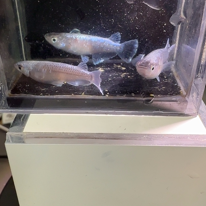青鳉鱼一物一拍582