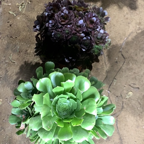 荷兰玫瑰绿羊绒多肉植物法师70