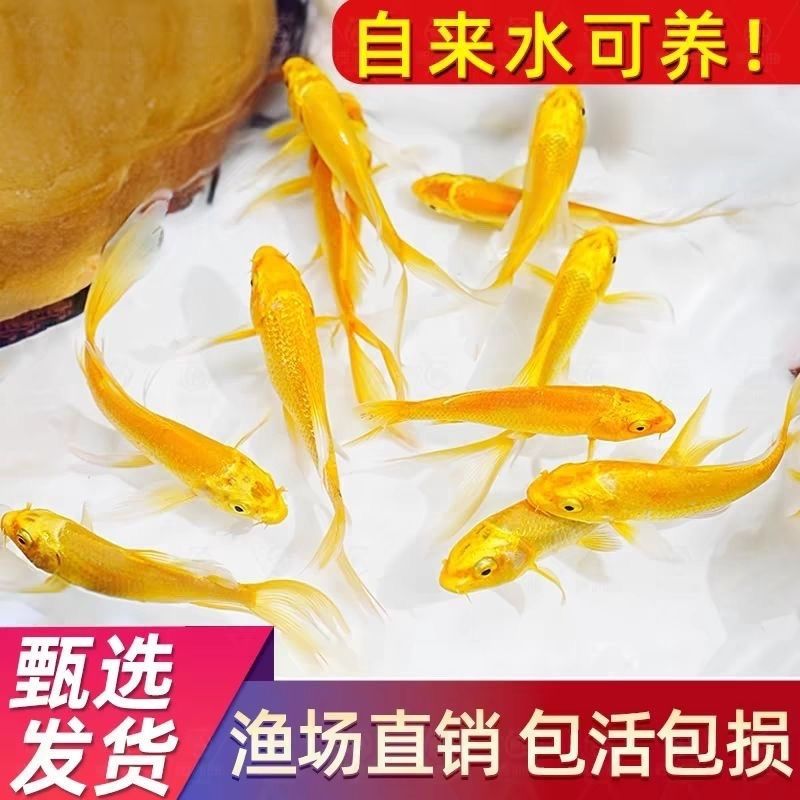 观赏鱼冷水活鱼黄金锦鲤招财风水耐活龙凤淡水金鱼好养鲤鱼鱼