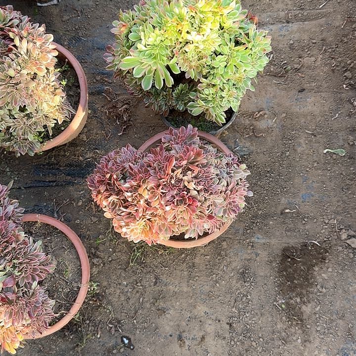 阳**媚缀话脱土发货缀话