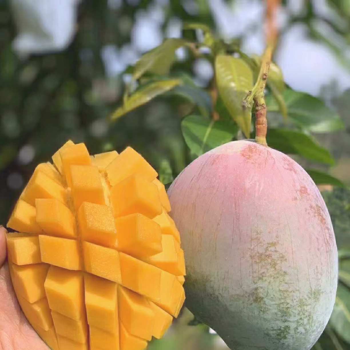 凯特芒果产地攀枝花重量2斤到2斤半特点酸甜多汁香味浓郁树熟新鲜青皮皮薄肉厚四川省