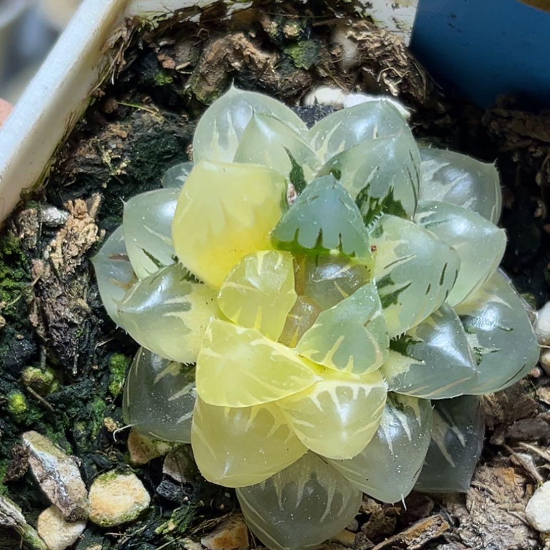 恭喜发财大吉大利861