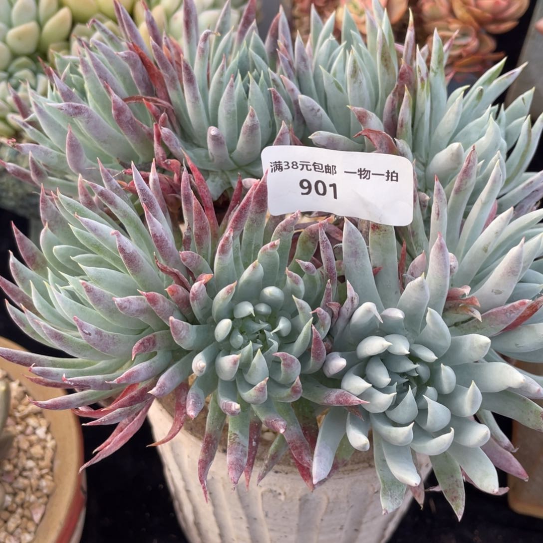 901奴婢吉娜群生多肉植物