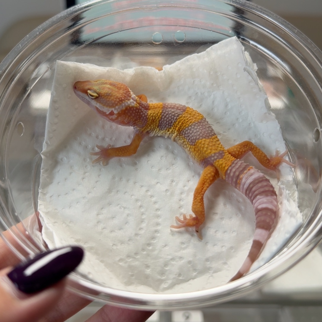 豹纹守宫橘白母温