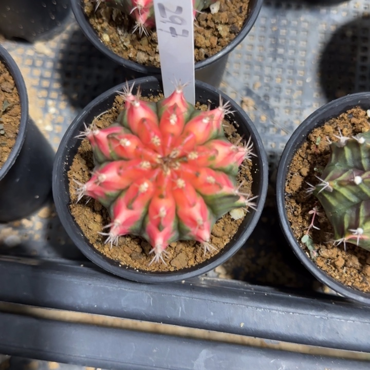 297-0118草莓泰国发货多肉