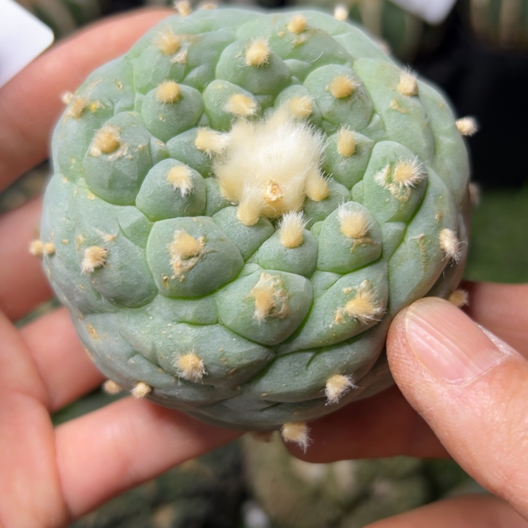 167 落地无根 四月上盆