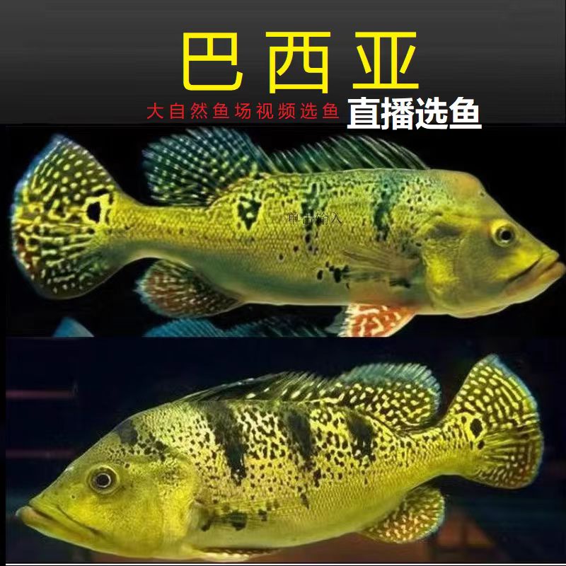巴西亚皇冠鱼三间鱼帝王三间高档龙鱼配鱼风水招财鱼包活鱼