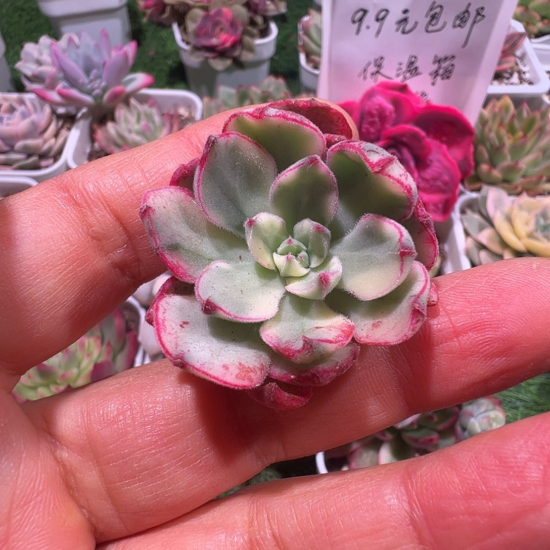 s***w多肉植物多肉植物
