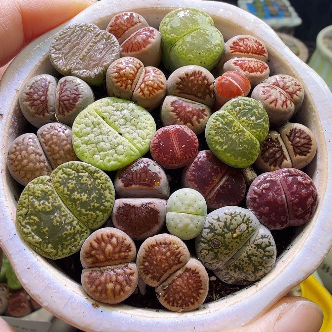 多肉植物福利冲冲785