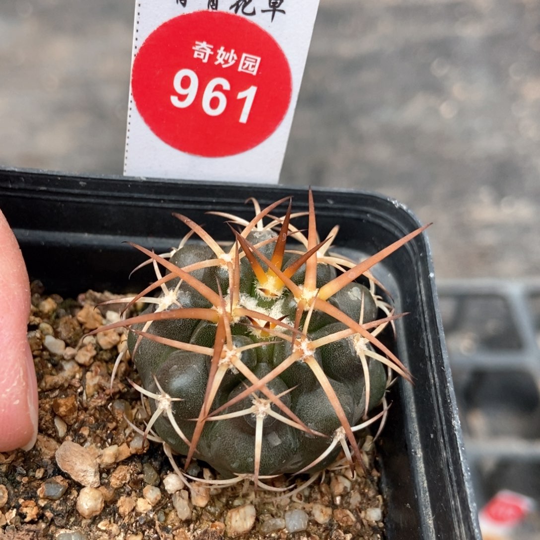 实生狂刺印加圆盘玉杂交3.4cm