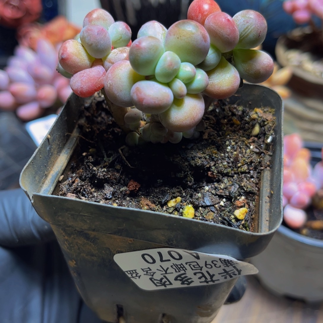 070苹果奶酪5厘米多肉