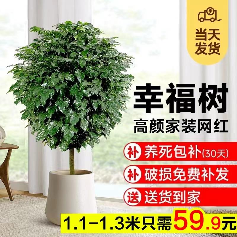 幸福树客厅盆栽大型真绿植老桩独杆绿宝发财树苗办公室内花卉盆景