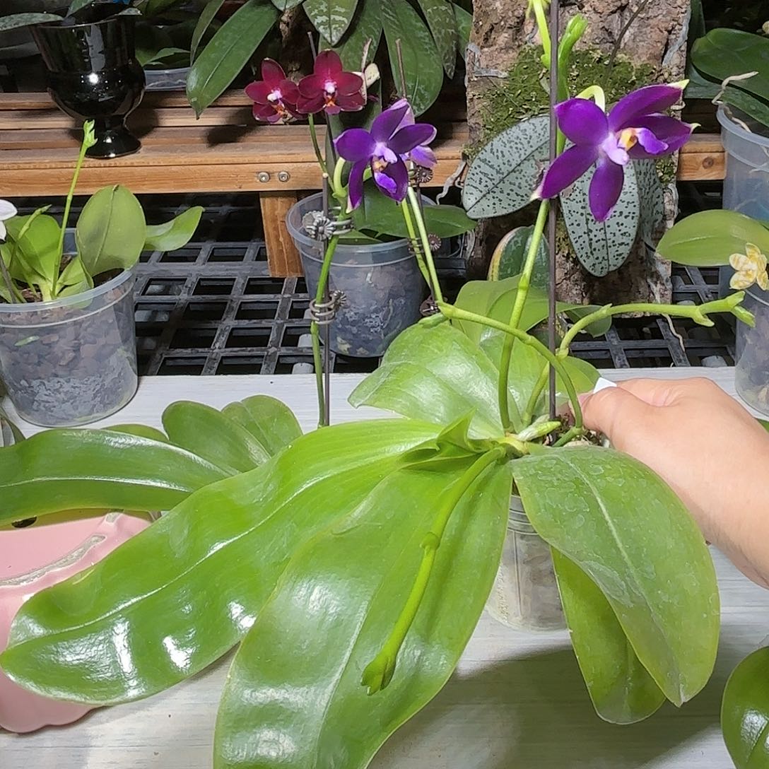 飘***啡当前无花栽培后可以开花