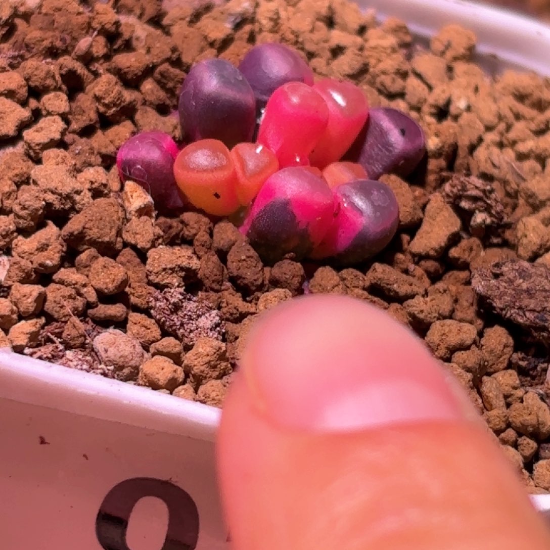 12号五十铃玉锦多肉植物锦一物一拍带盆土