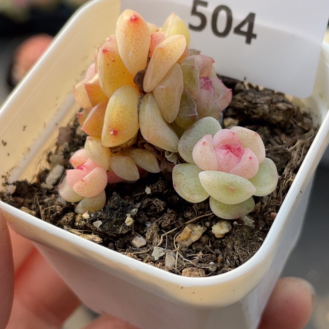 504号糖心冰心珍妮