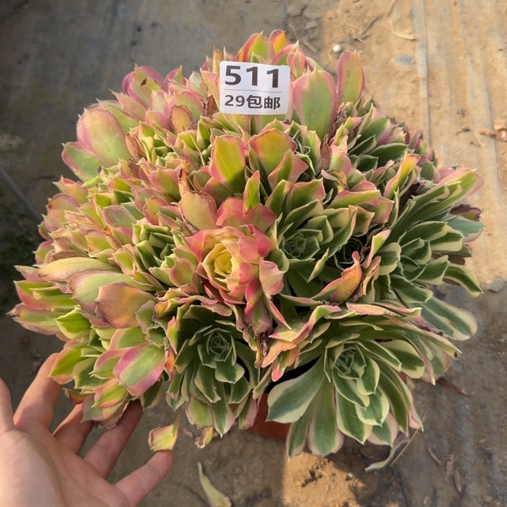 白凤……多肉植物……