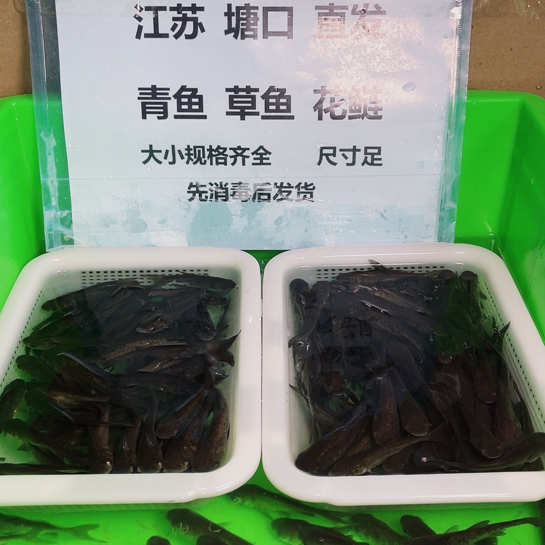 海水鱼花鲢胖头鱼6-9厘米二百条
