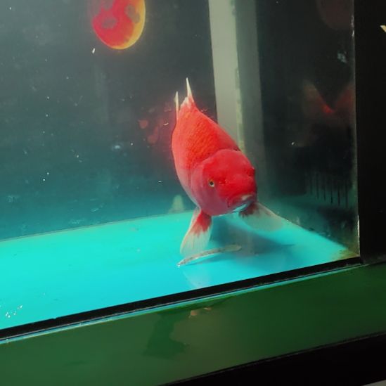 锦鲤火鲤顺丰到付不包邮