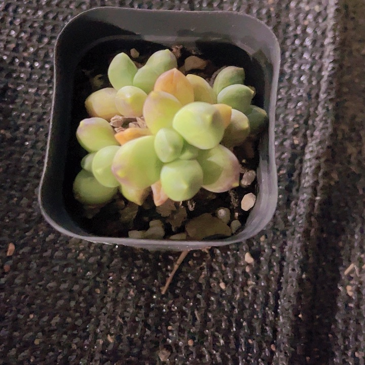 精品小精灵豆多肉