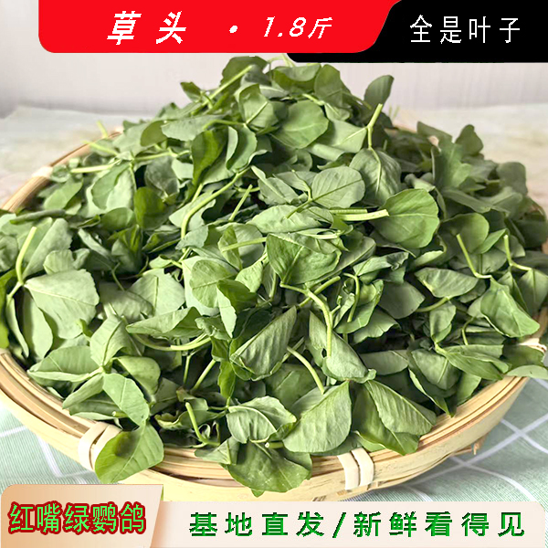 大叶草头 三叶草金花菜 1.8斤