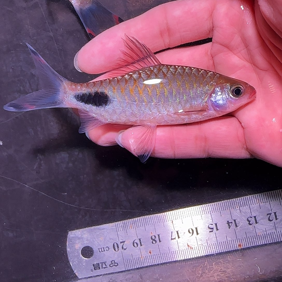 灯科鱼红钻11.11.11