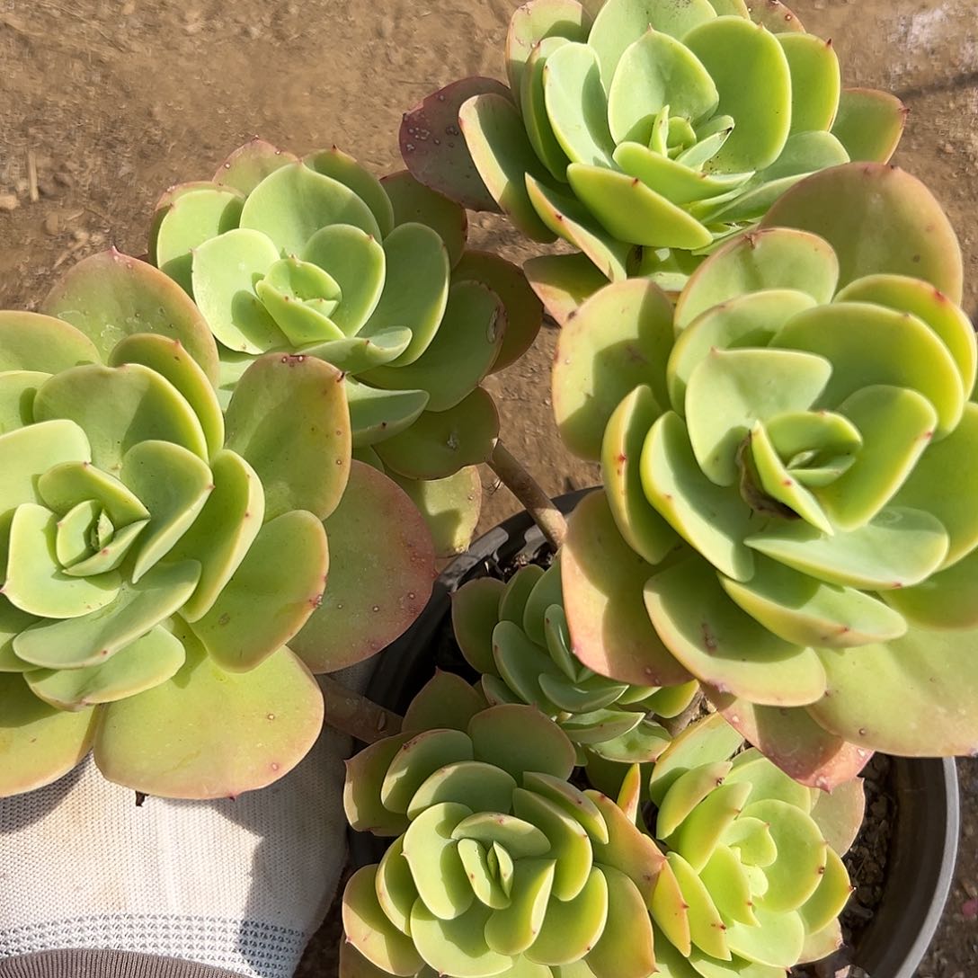 多肉植物中中央音乐学院