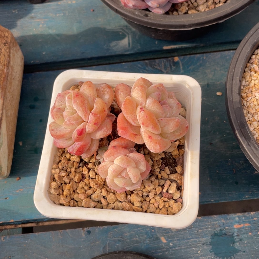 半**光冰玉石化群生多肉植物